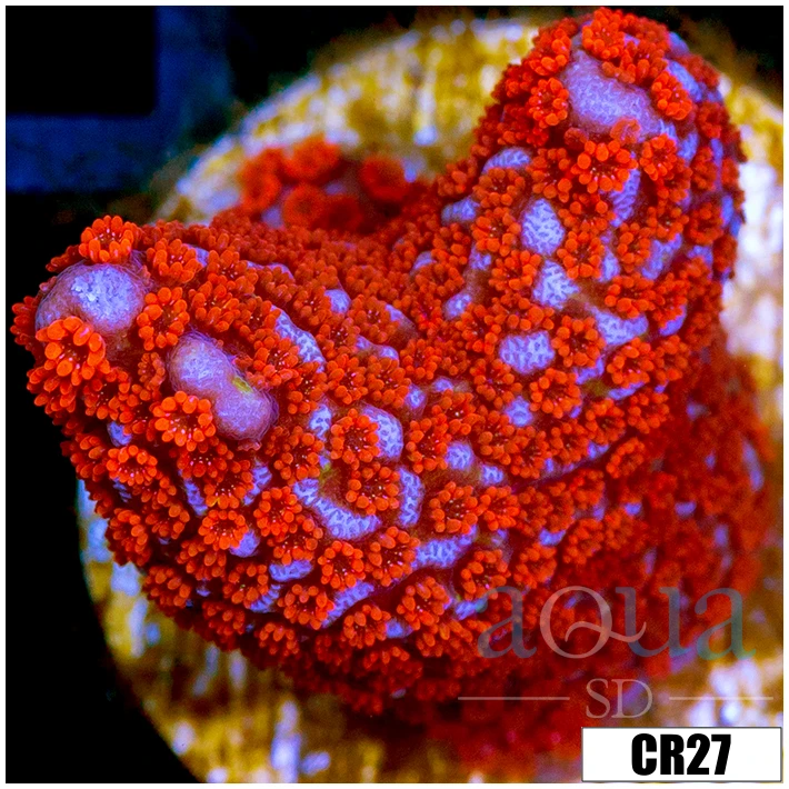 Indo Red Digitata