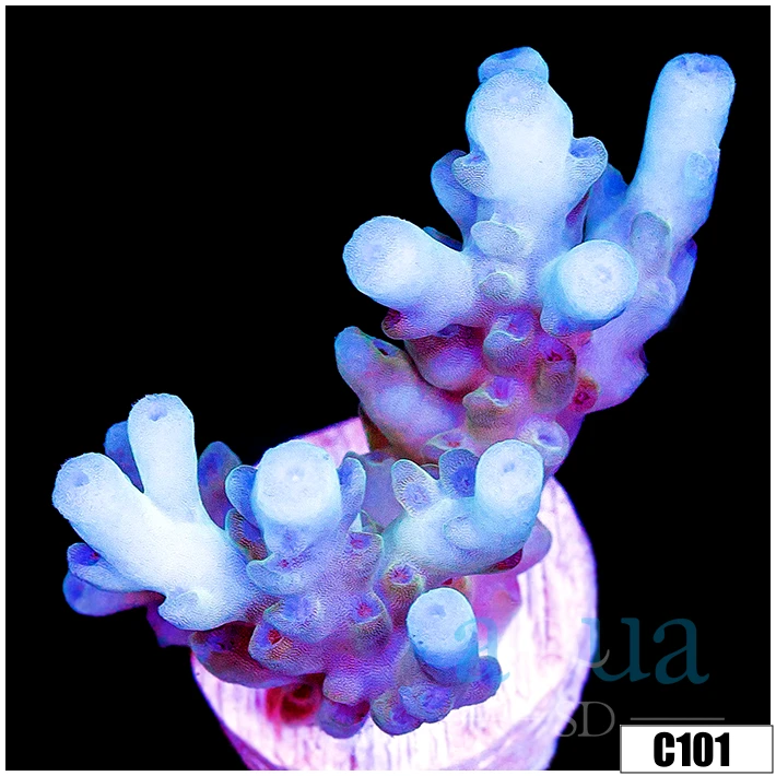 Aussie Ice Tort Acropora