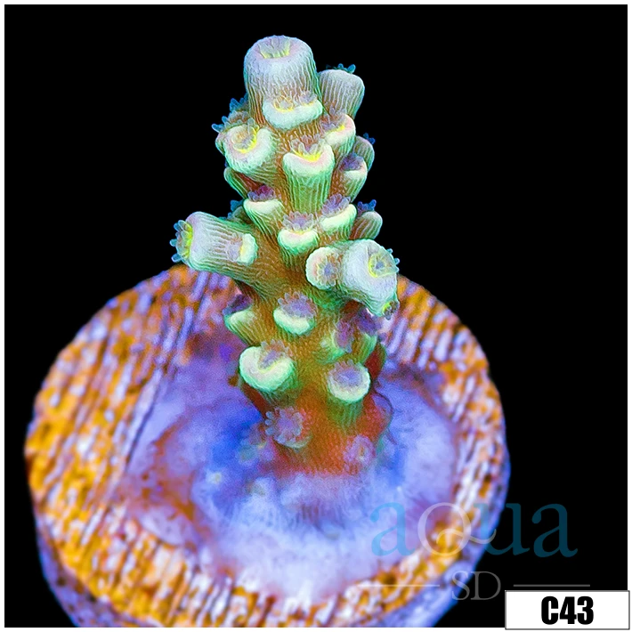 ASD Emerald Tenuis