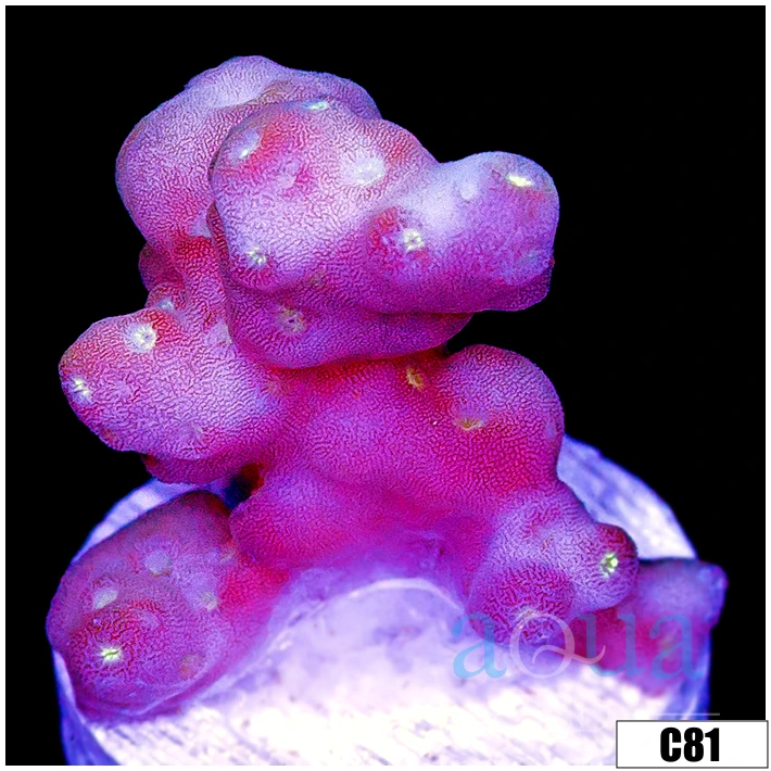 Aussie Bubble Tip Acropora
