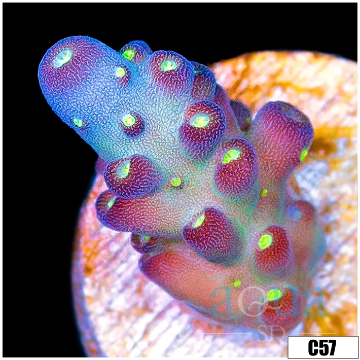 Enchanted Candleight Tort Acropora