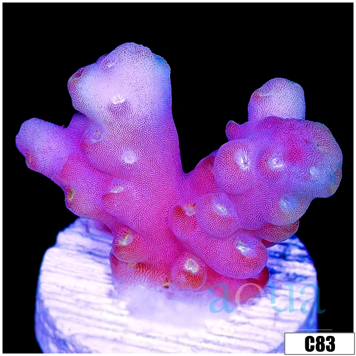 Aussie Bubble Tip Acropora