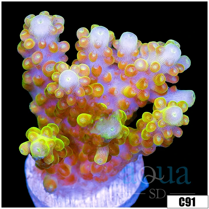 Lemon Patch Acropora