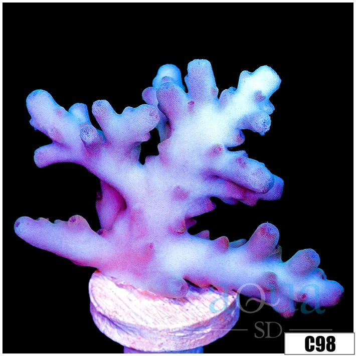 Aussie Ice Tort Acropora
