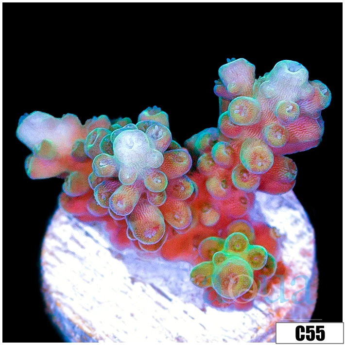 Watermelon Patch Acropora