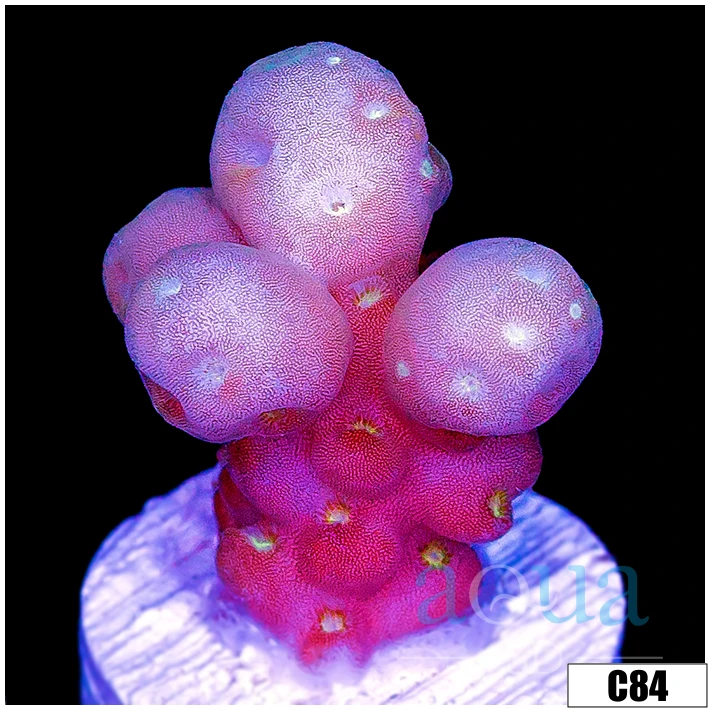 Aussie Bubble Tip Acropora