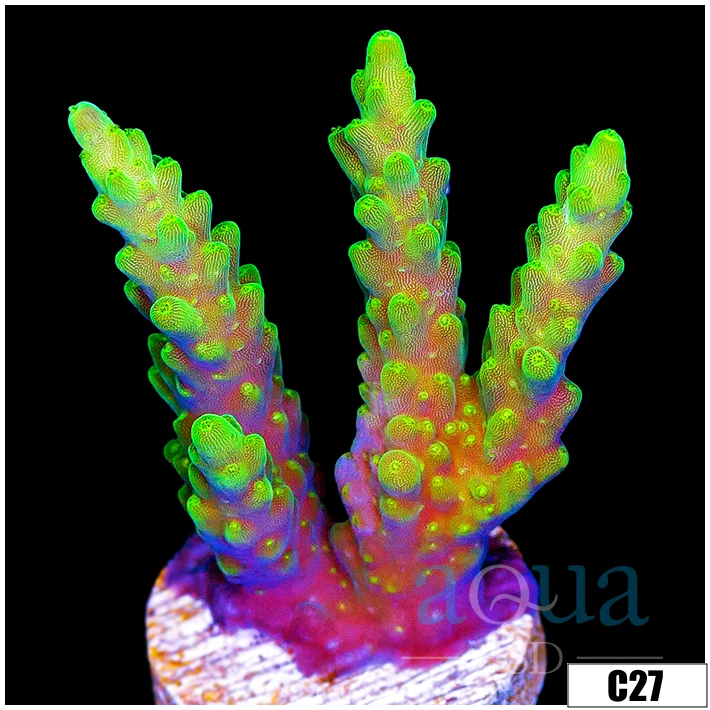 ASD Mint Spikes Acropora