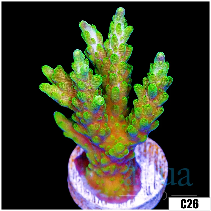 ASD Mint Spikes Acropora