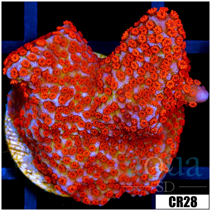 Indo Red Digitata
