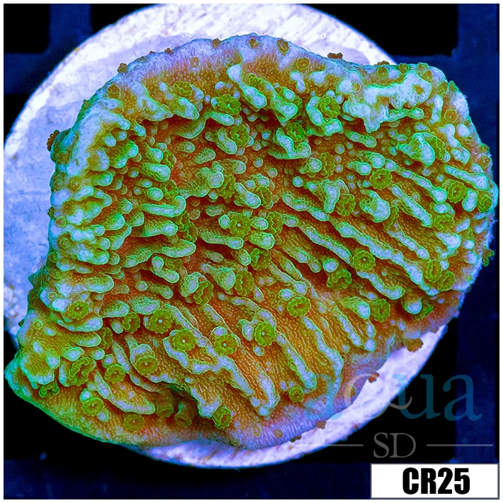 Neon Monti Cap
