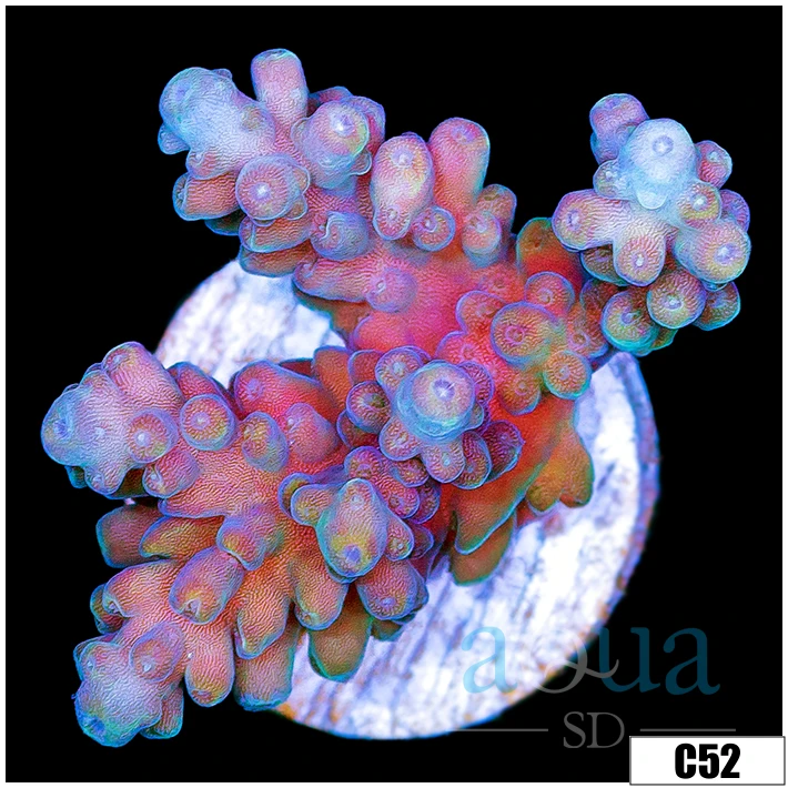 Watermelon Patch Acropora