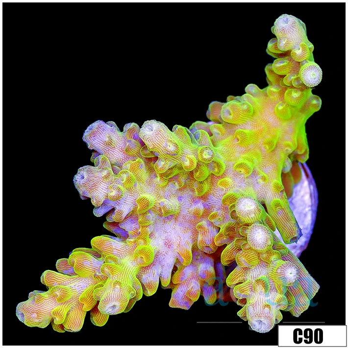 Lemon Patch Acropora
