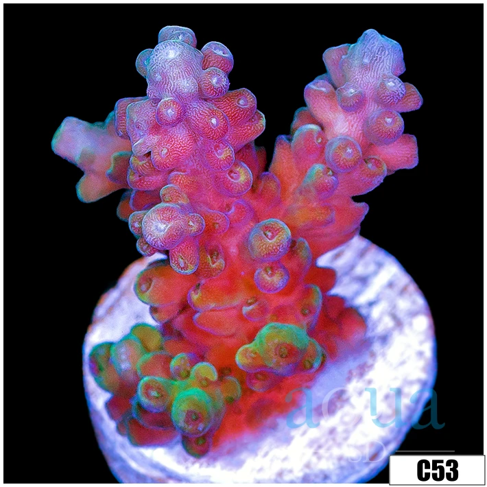 Watermelon Patch Acropora