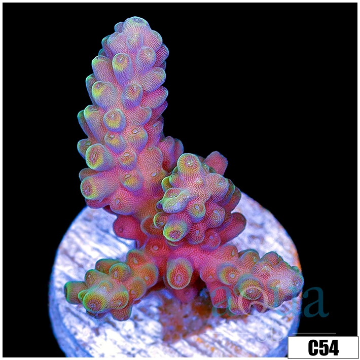 Watermelon Patch Acropora