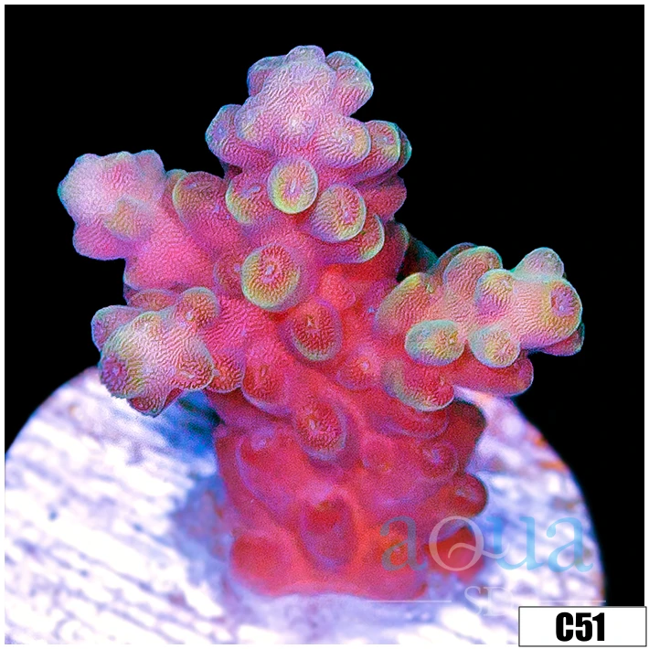 Watermelon Patch Acropora