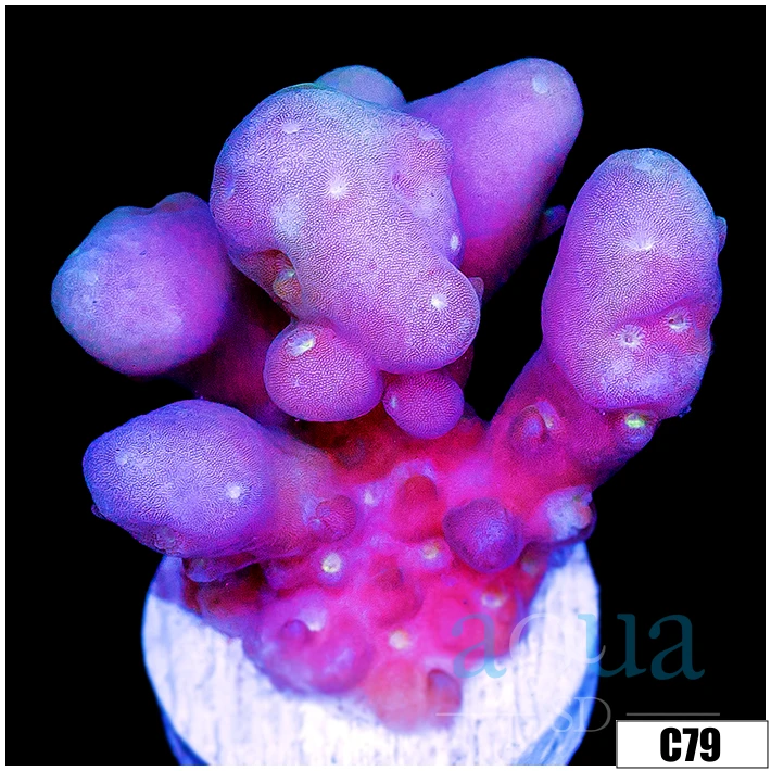 Aussie Bubble Tip Acropora