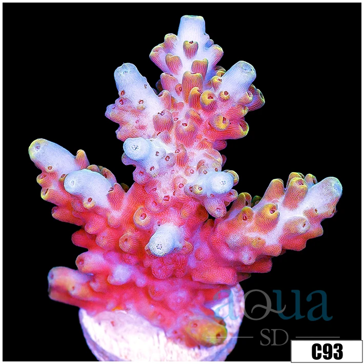 Rose Thorns Acropora