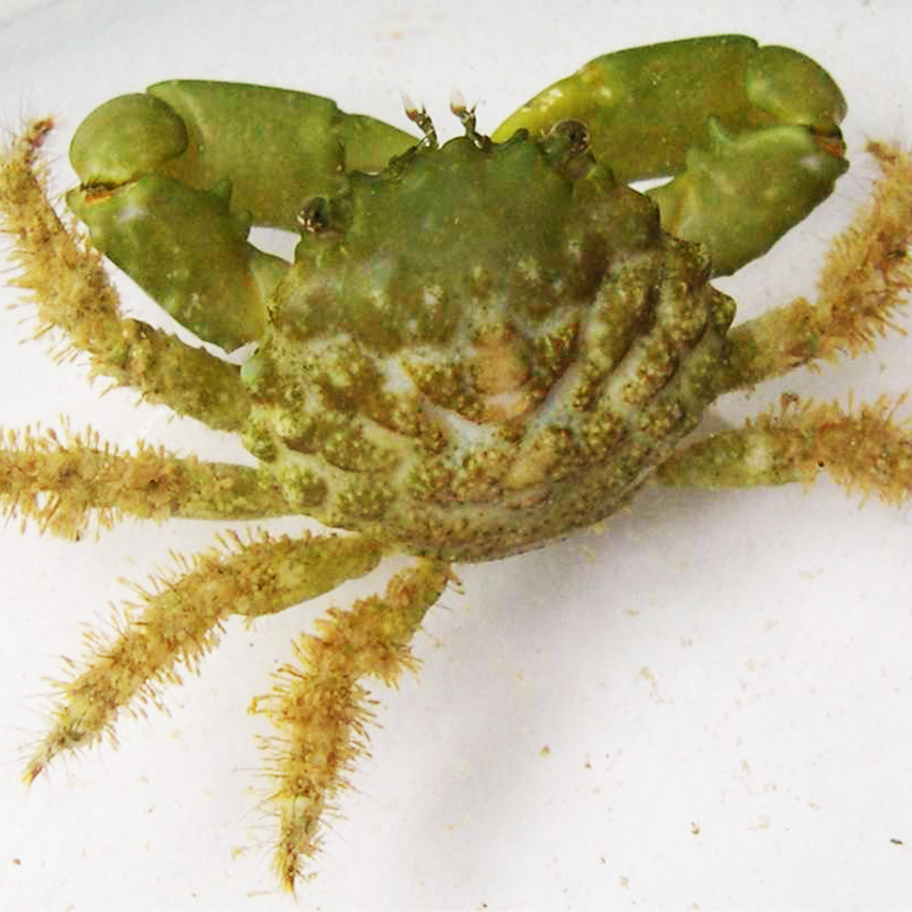 Emerald Crab Bigshow Frags