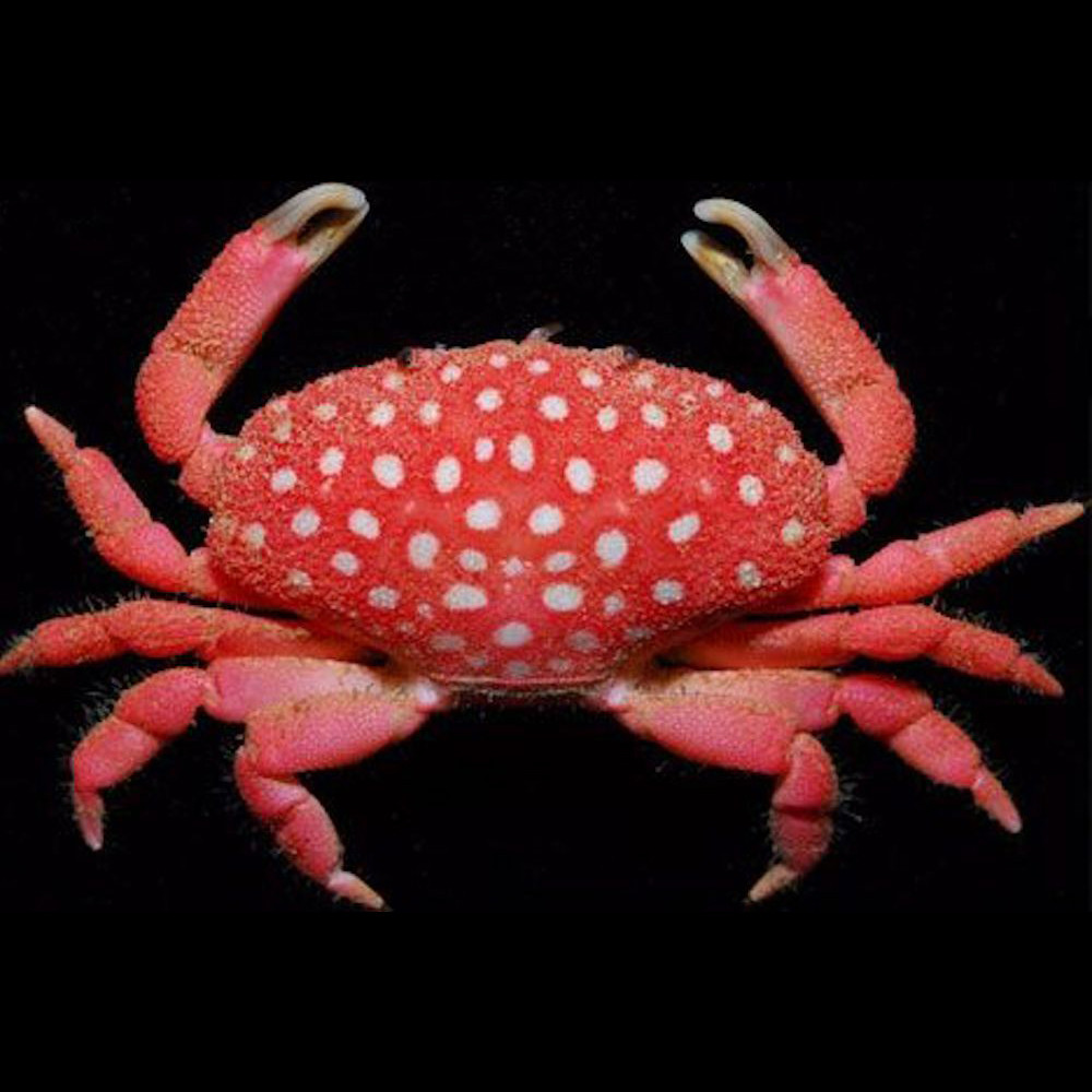 Hawaiian Strawberry Crab Bigshow Frags