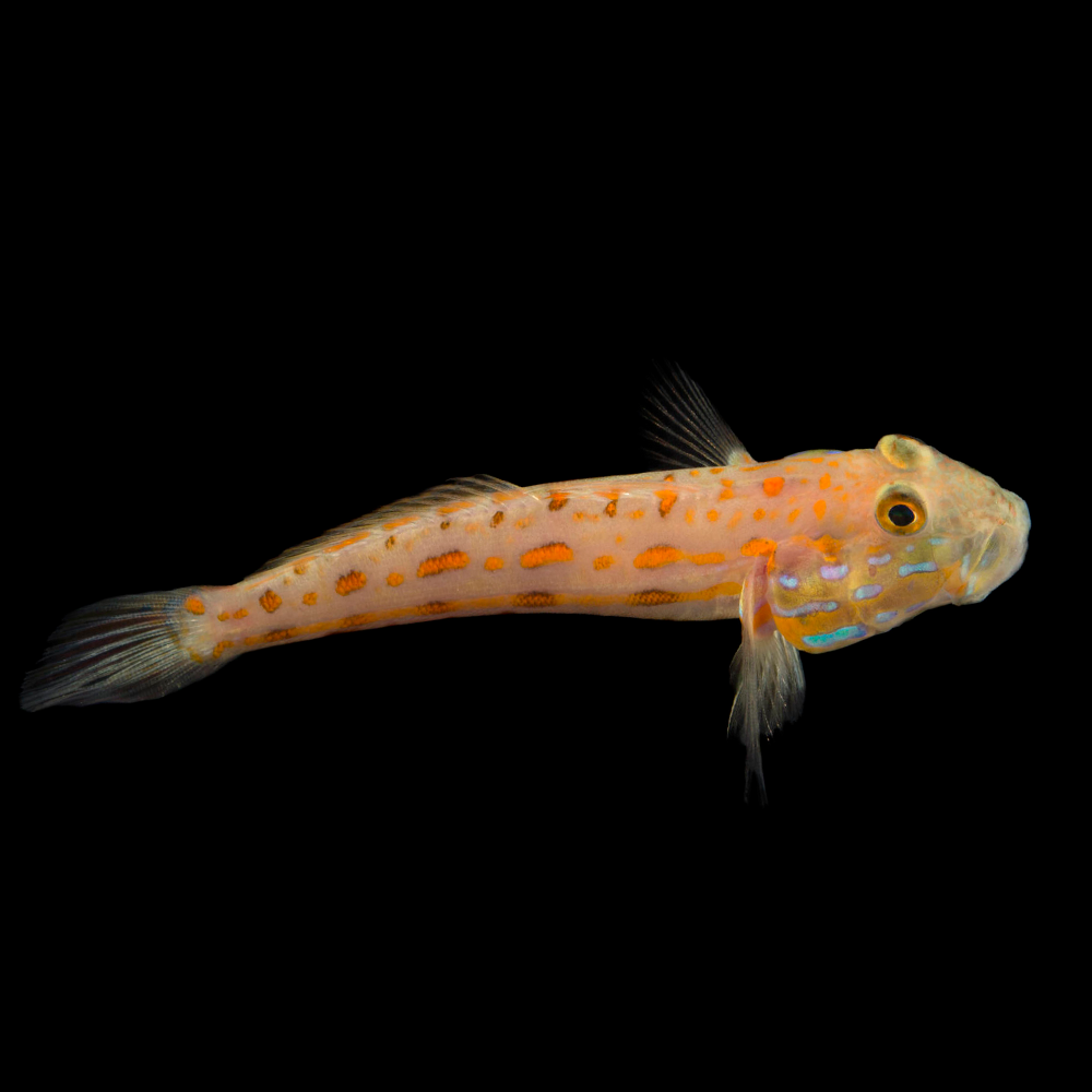 diamond watchman goby care