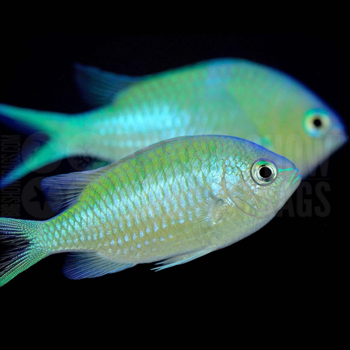 blue green chromis care