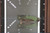 AMPHIBIAN RAM-LOK MARFIONE SELECT - Frag