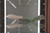 AMPHILBIAN RAM-LOK PARTIAL SERRATED MARFIONE SELECT - Frag