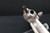 New York Engraved Antique Colt SAA Revolver