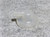 KUBOTA 54911-21720 CAP