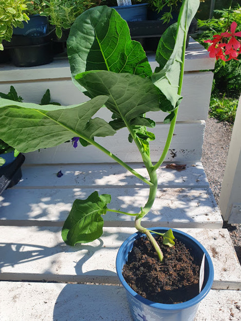 Varsiparsakaali 'Kaibroc' 12cm, luomutaimi Varsiparsakaali 'Kaibroc' 12cm, luomutaimi