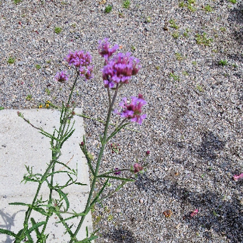 Jättiverbena,12 cm ruukussa
