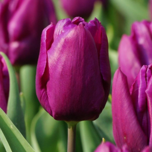 Tulppaani 'Purple Prince' - luomu