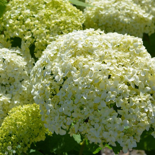 Pallohortensia
