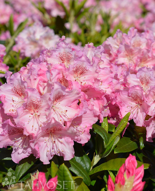 Alppiruusu 'Marketta', FinE, 25-40 At
