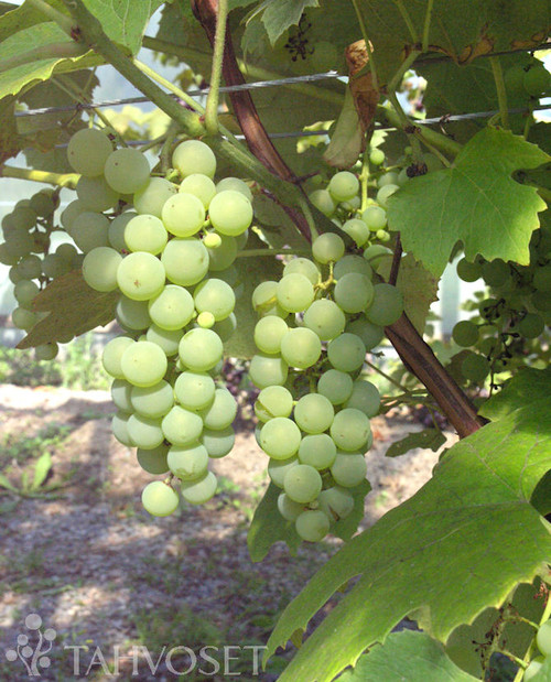 Viiniköynnös 'Adalmina', At 2 L