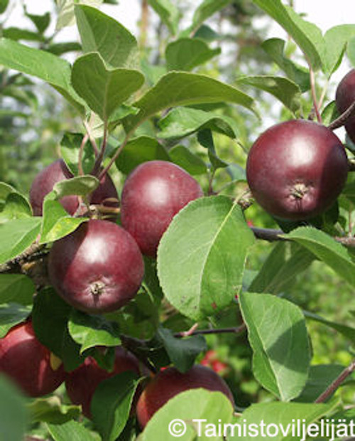 Omena 'Pekka' FinE 1lk, At 7,5 L