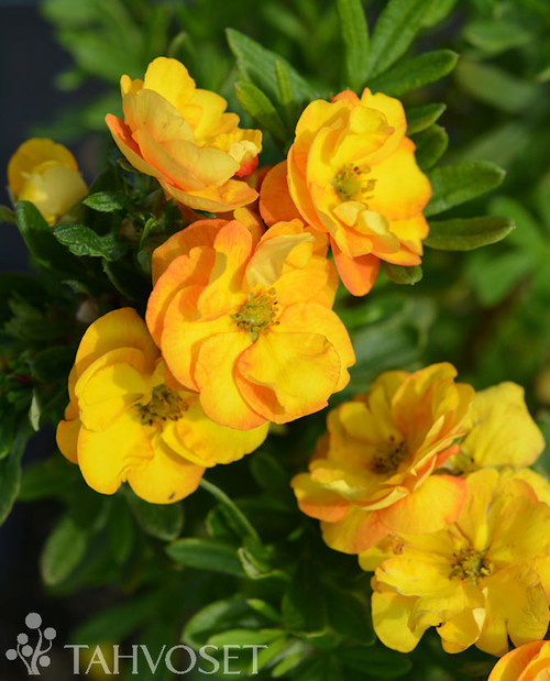 Pensashanhikki 'Jefmarm', FE At 3 L