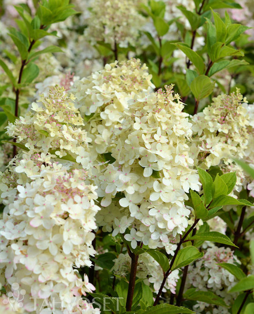 Syyshortensia 'Limelight Prime', PW At 3 L Syyshortensia 'Limelight Prime', PW At 3 L