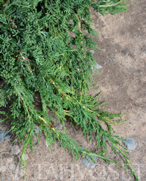 Sinilaakakataja 'Wiltonii' 30-40cm, At 3L Ul Sinilaakakataja 'Wiltonii' 30-40cm, At 3L Ul