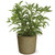 Stevia, luomutaimi, 12 cm ruukussa