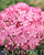 Pallohortensia