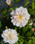 Ruusu 'Champagne Wishes', At 3 L