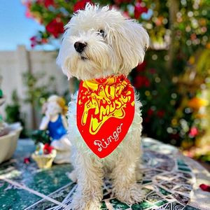 Custom Dog Bandanna