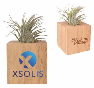 Air Plant with Wood Cube
