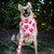 Various Logo - Custom Dog Bandanna