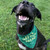 Various Logo - Custom Dog Bandanna