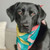 Various Logo - Custom Dog Bandanna