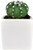 Green Gift - Cactus Growing kit with white ceramic pot