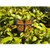 Butterfly Orange