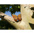 Butterfly Orange